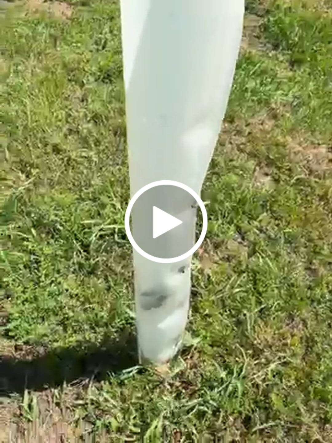 Customer video review of American Persimmon
