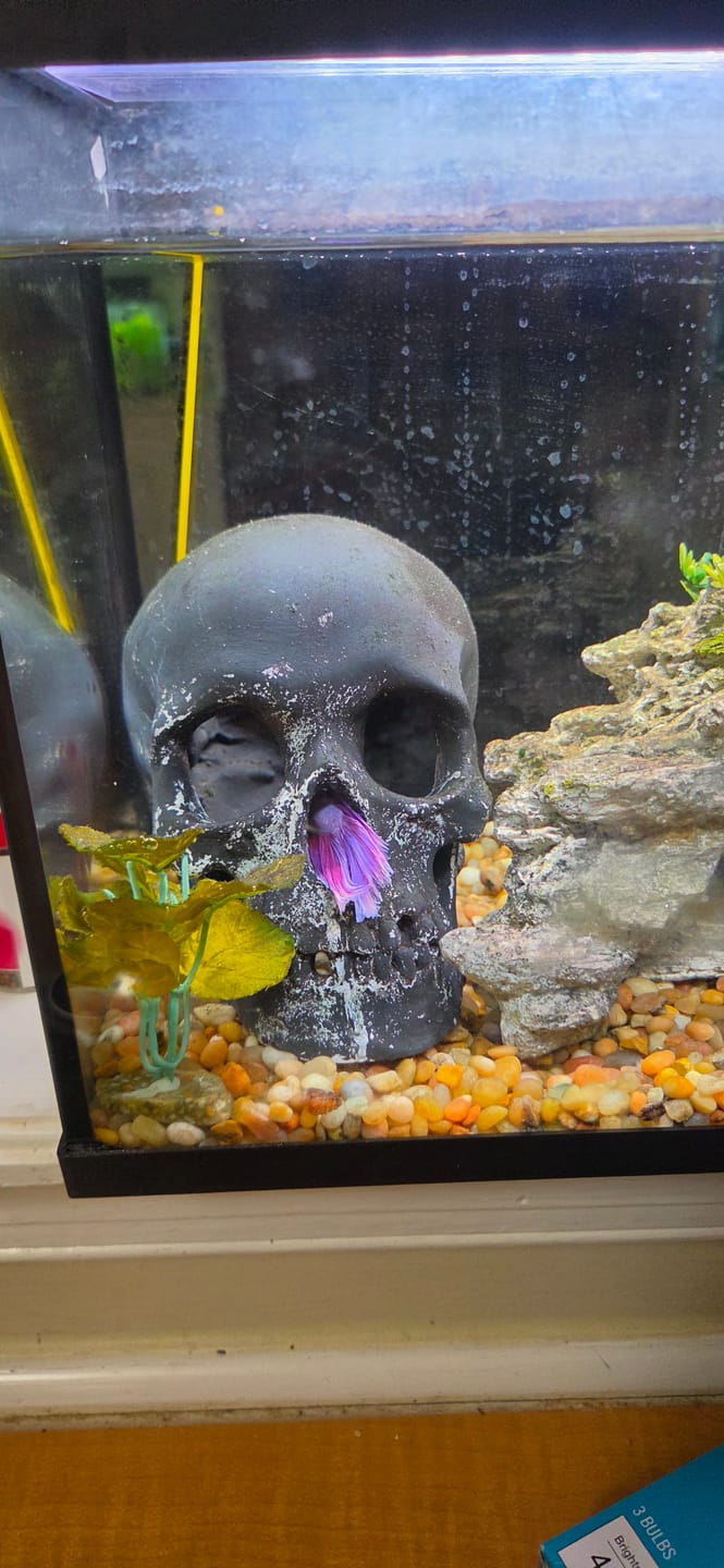Customer photo review of Purple Halfmoon Male Betta Fish | Grower's Pick