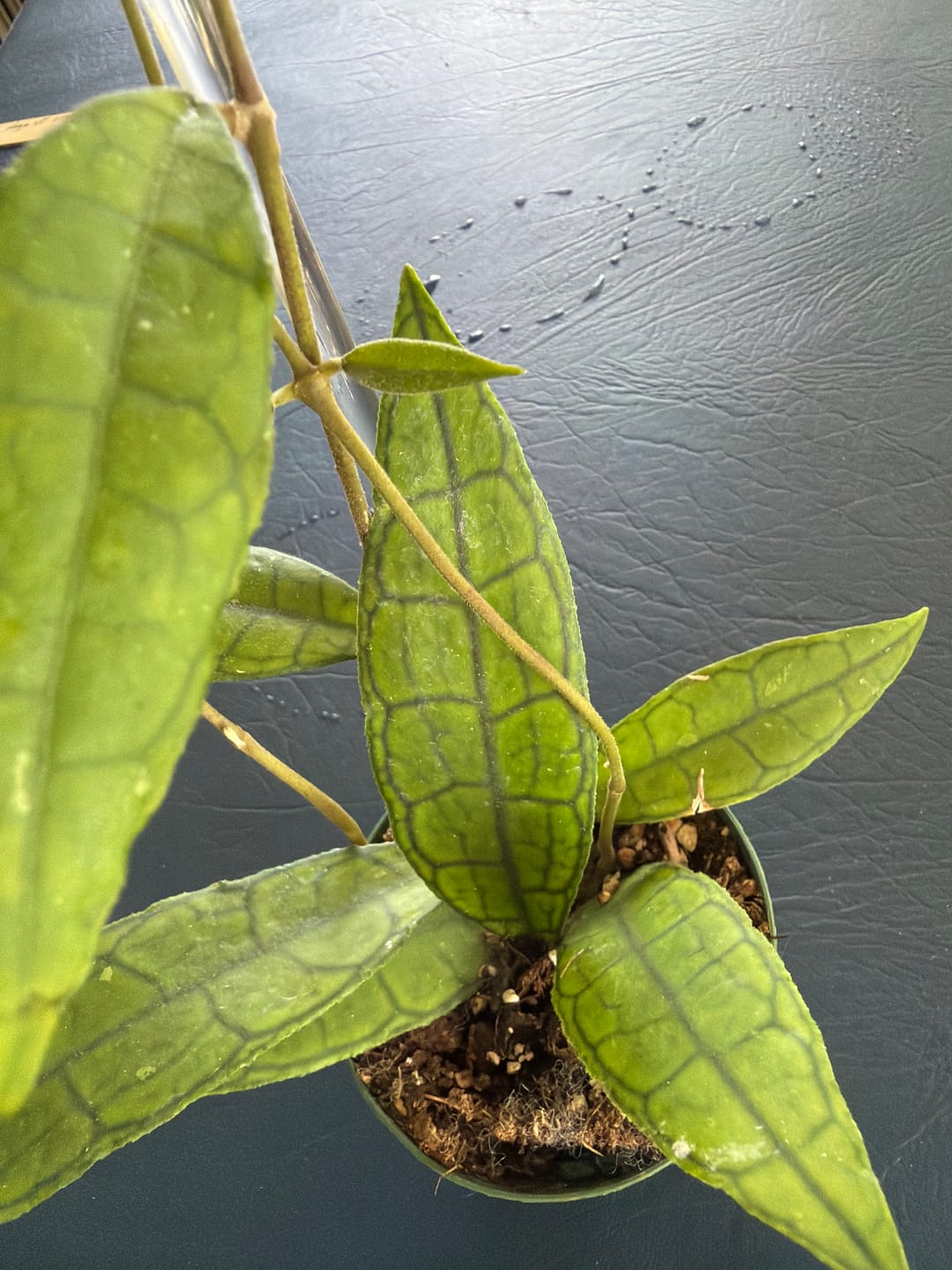 Customer photo review of Hoya UT-073
