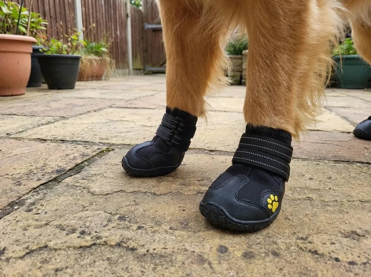 Customer photo review of Chaussures de protection pour chien