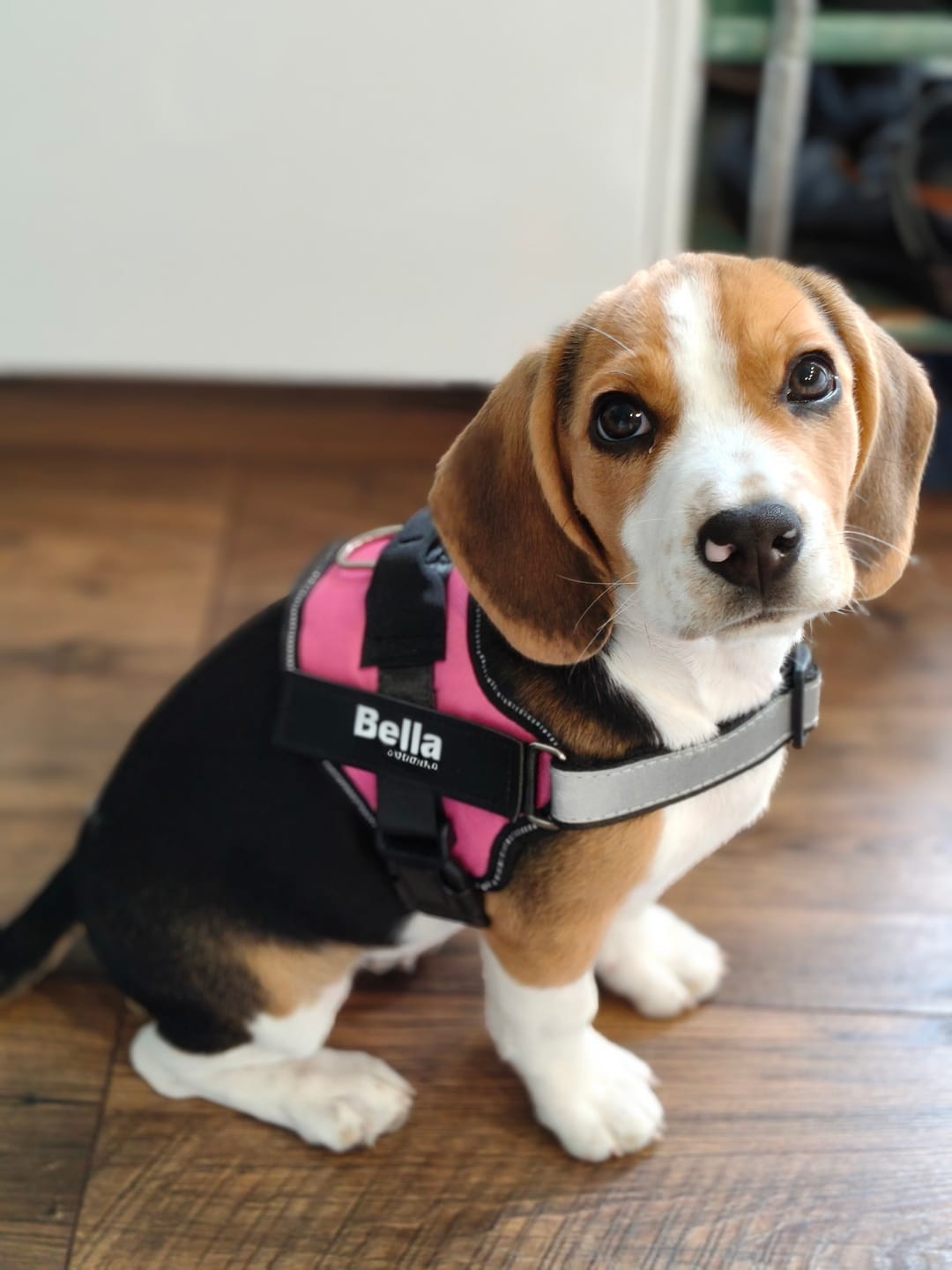 Customer photo review of Personlig Hundsele med Namn & Telefonnummer