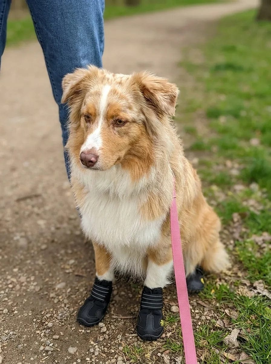 Customer photo review of Chaussures de protection pour chien
