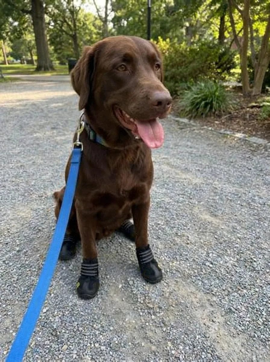 Customer photo review of Chaussures de protection pour chien