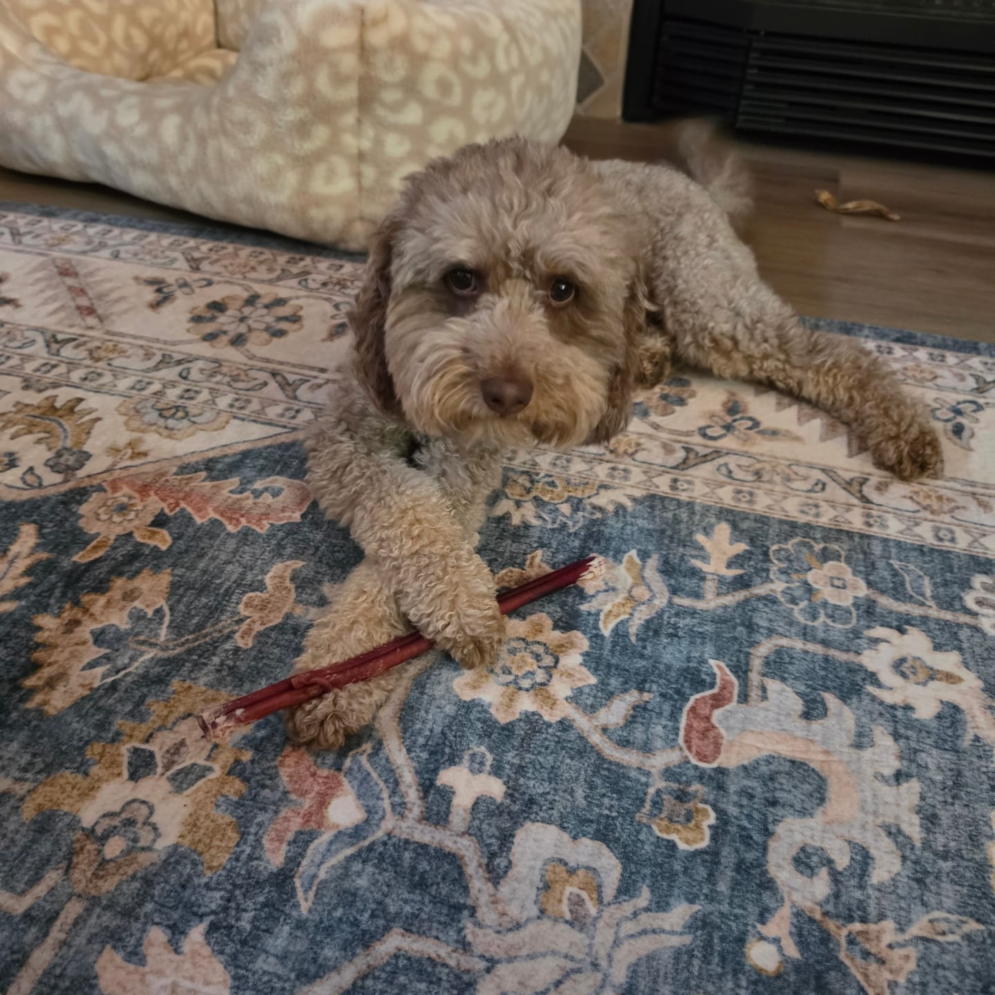 Customer photo review of 5-6 Inch Champion Chew