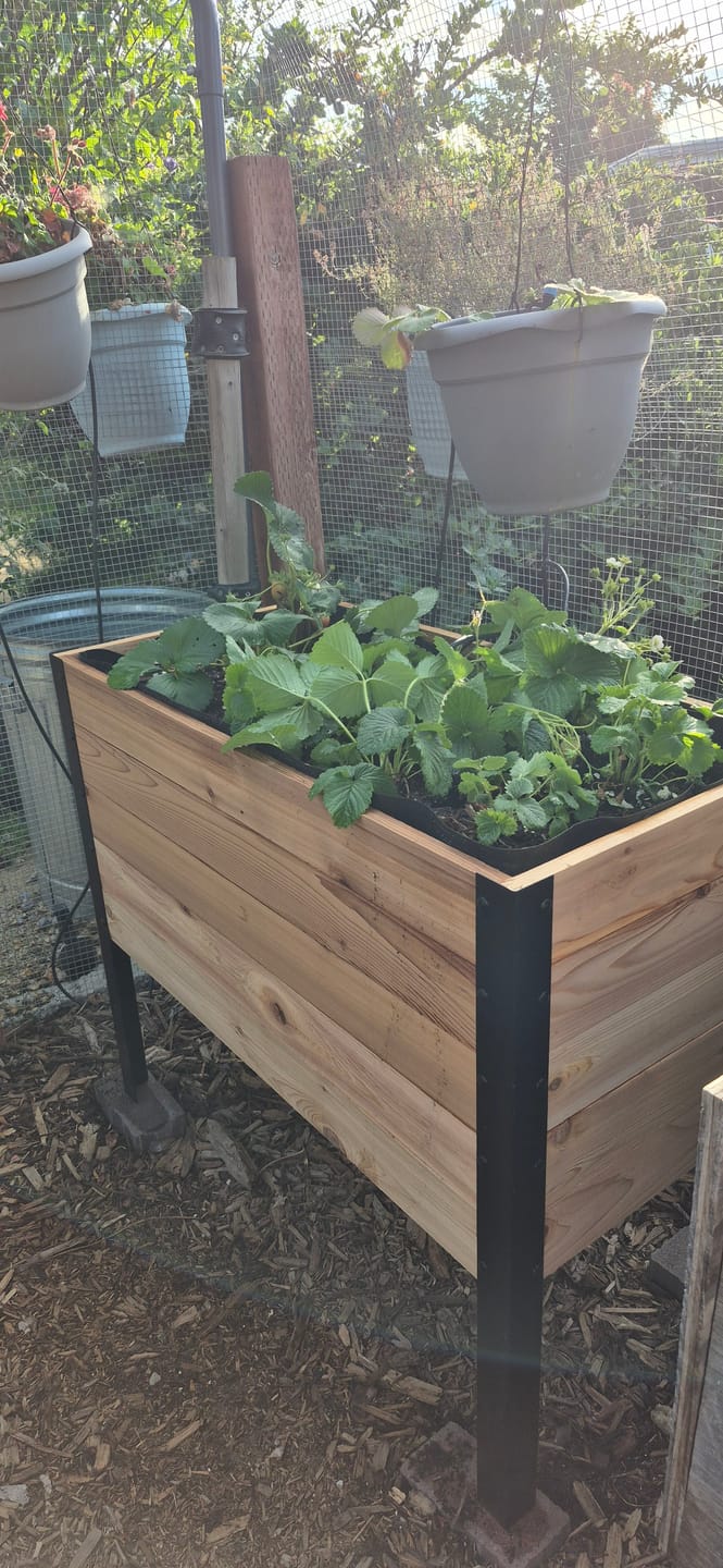 Customer photo review of 18" x 36" Raised Garden Bed - 30" TALL / Garden Grade