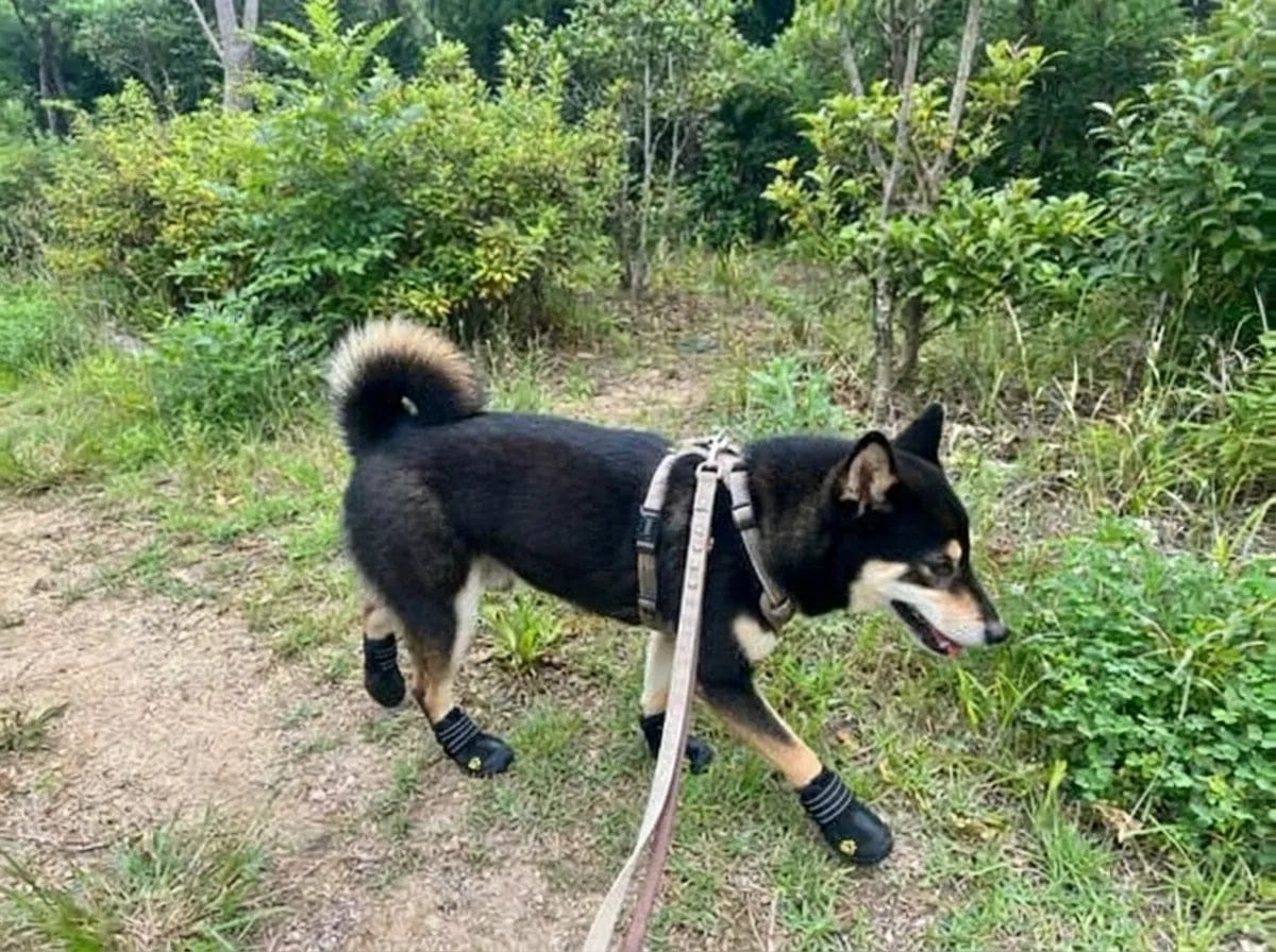 Customer photo review of Chaussures de protection pour chien