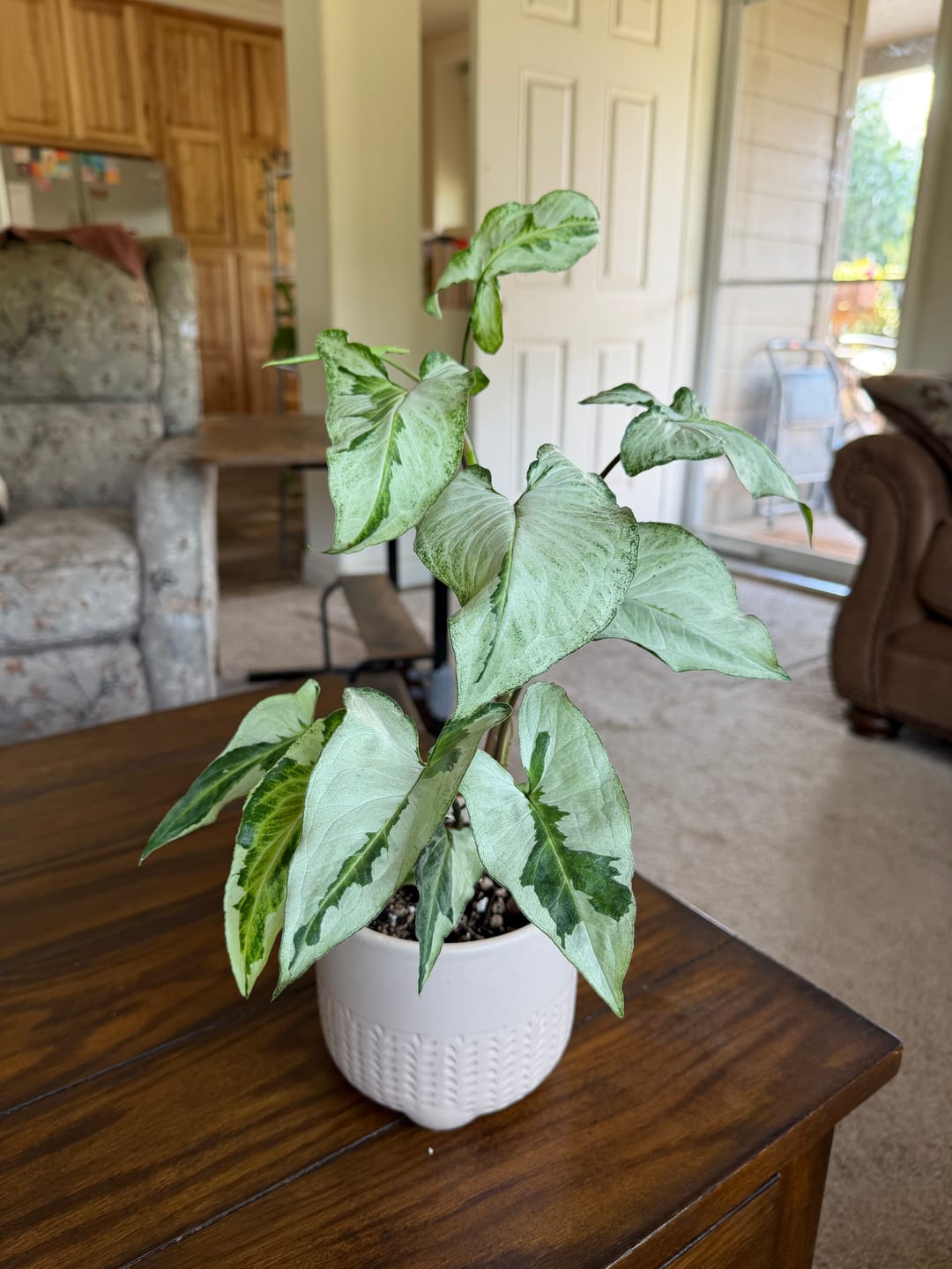 Customer photo review of Syngonium podophyllum 'Three Kings'