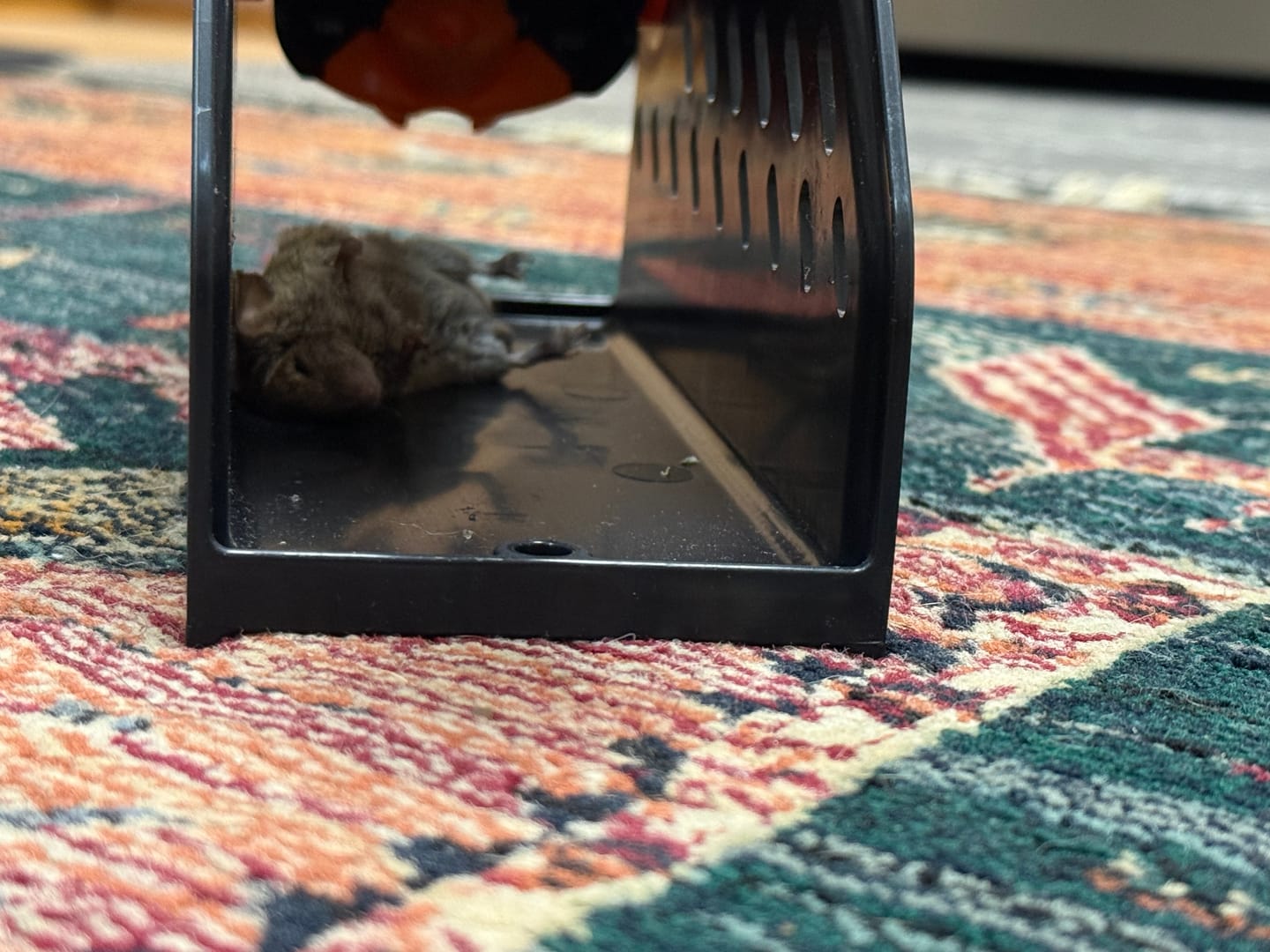 Customer photo review of A24 Trap Kit With Digital Strike Counter