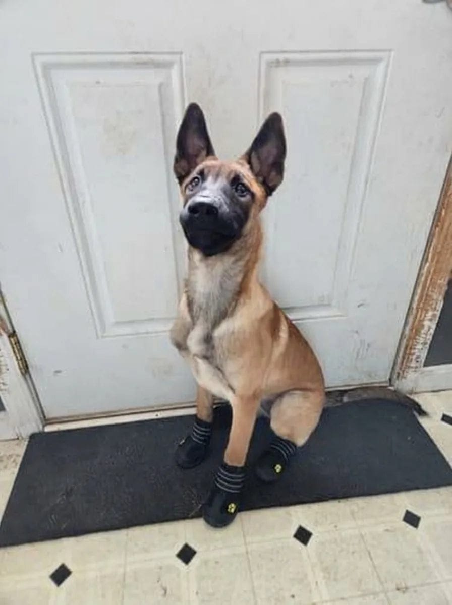 Customer photo review of Chaussures de protection pour chien