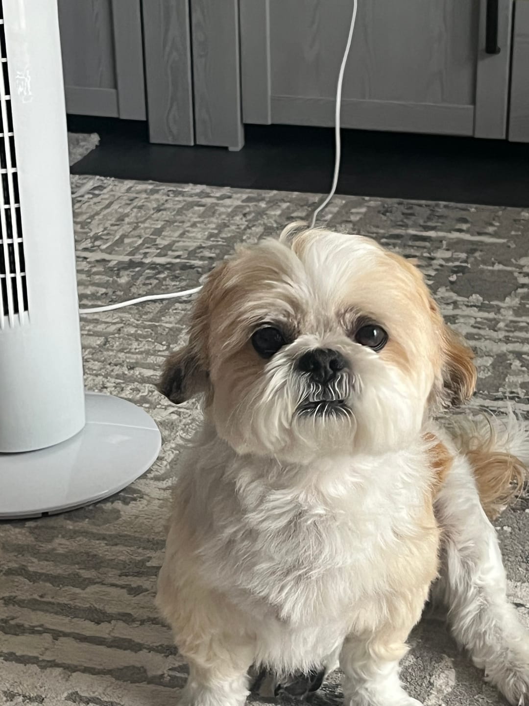 Customer photo review of Dog Shampoo