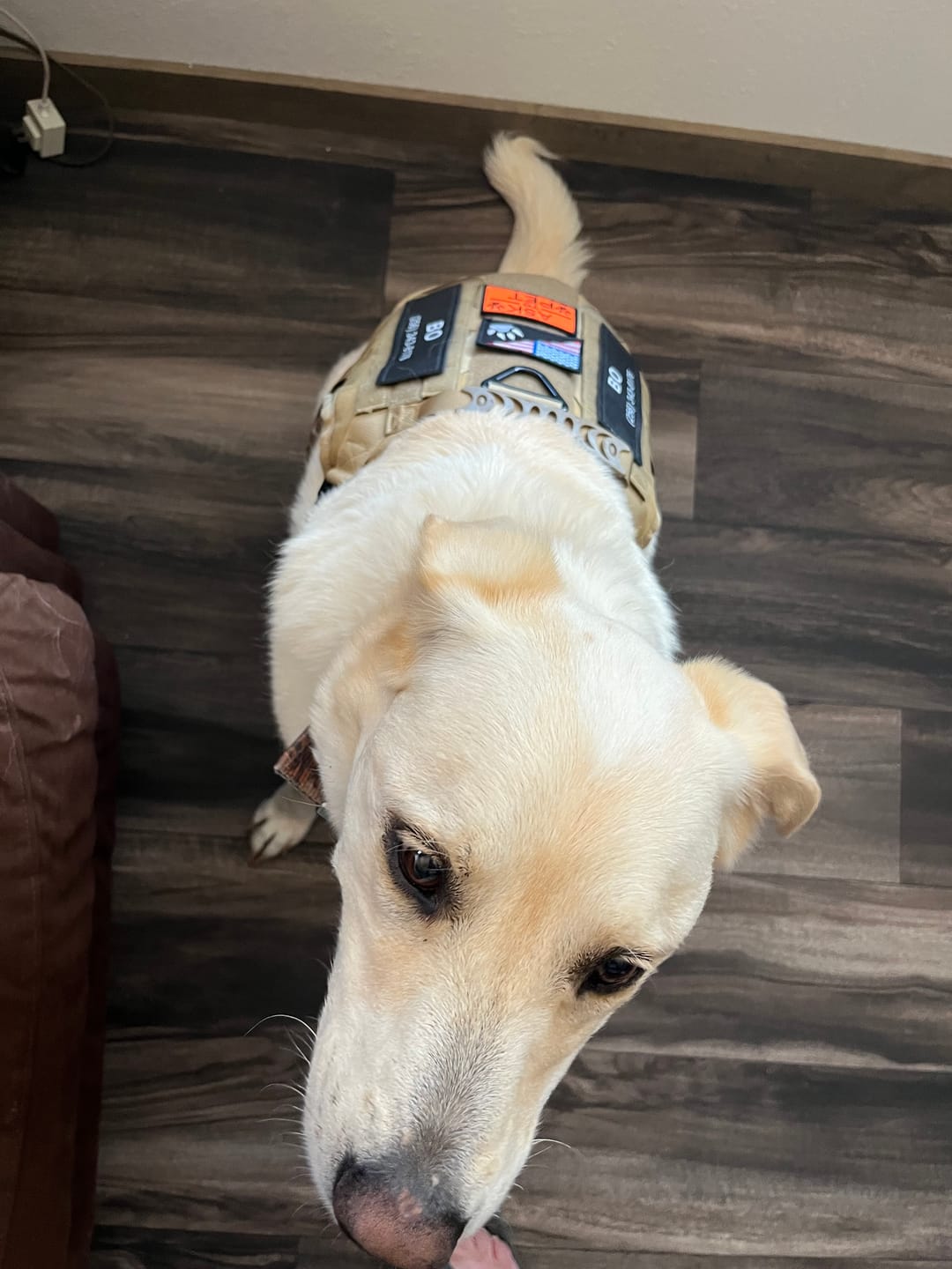 Customer photo review of Team K9® Classic No-Pull Dog Harness