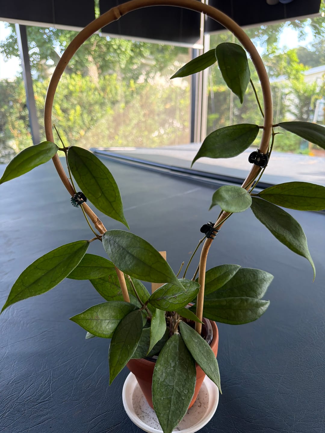 Customer photo review of Hoya vitellinoides