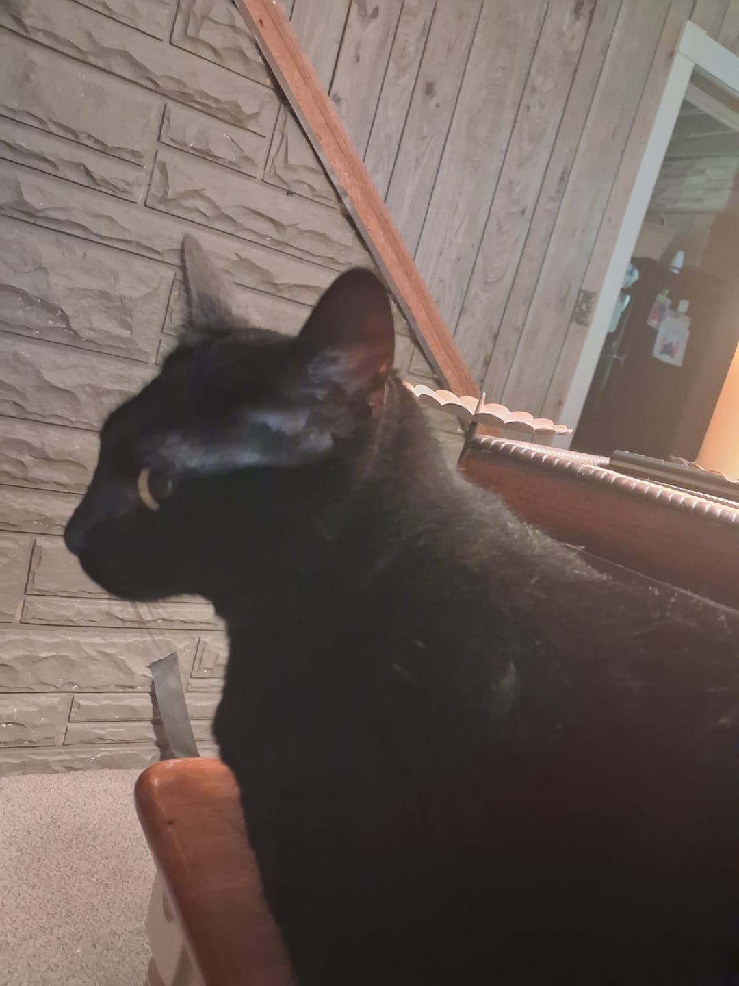 Customer photo review of 1x - Blisso Advanced Cat Probiotic
