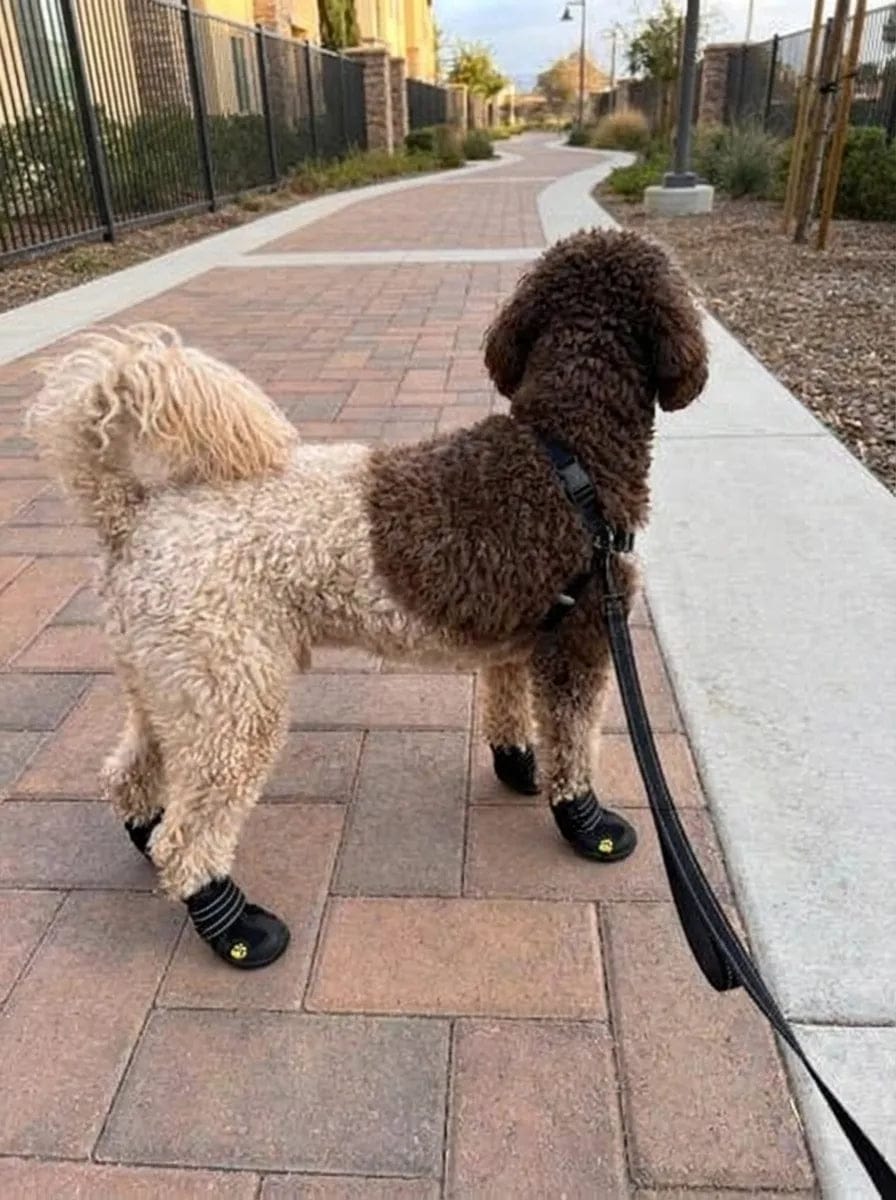 Customer photo review of Chaussures de protection pour chien