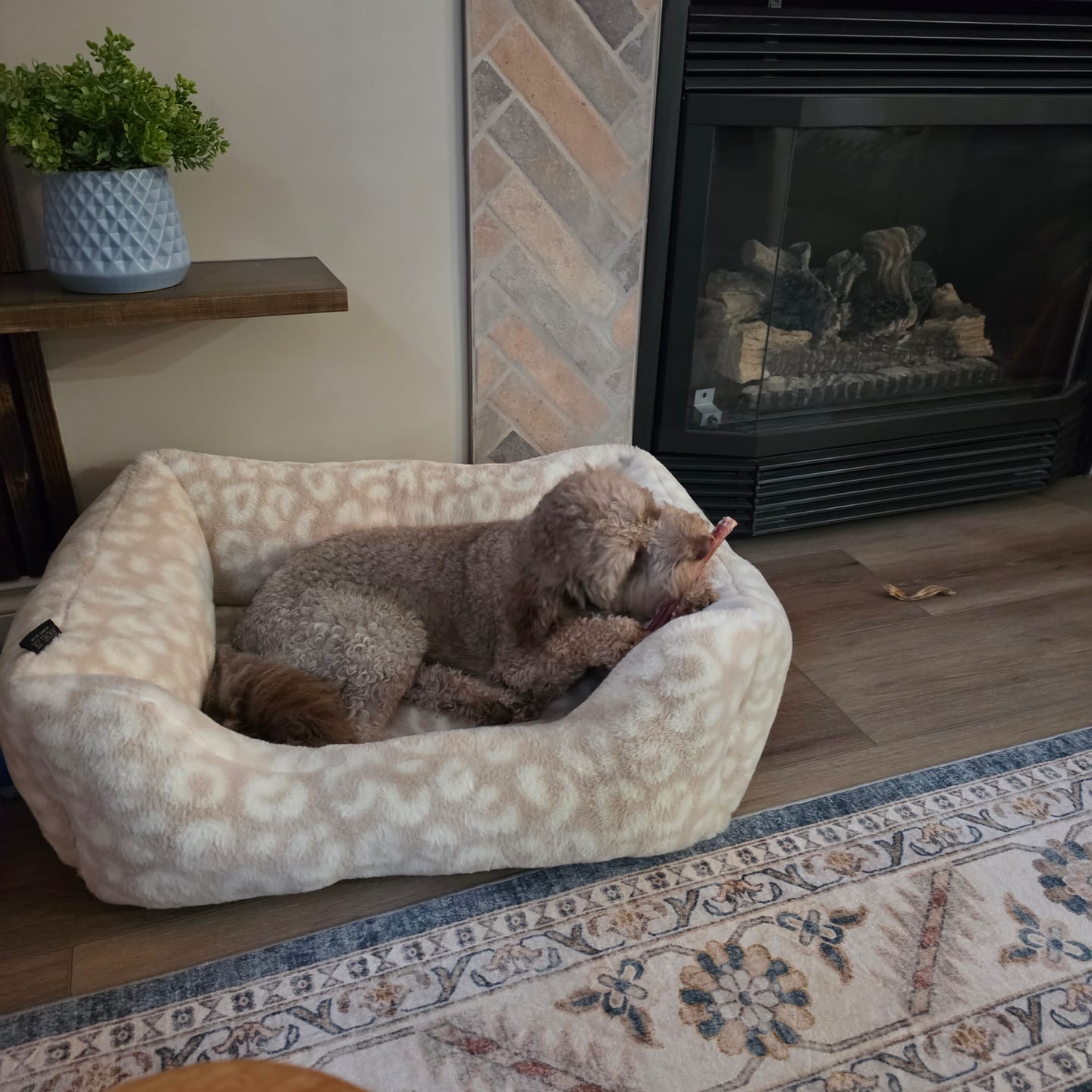 Customer photo review of 6 Inch Monster Bully Stick
