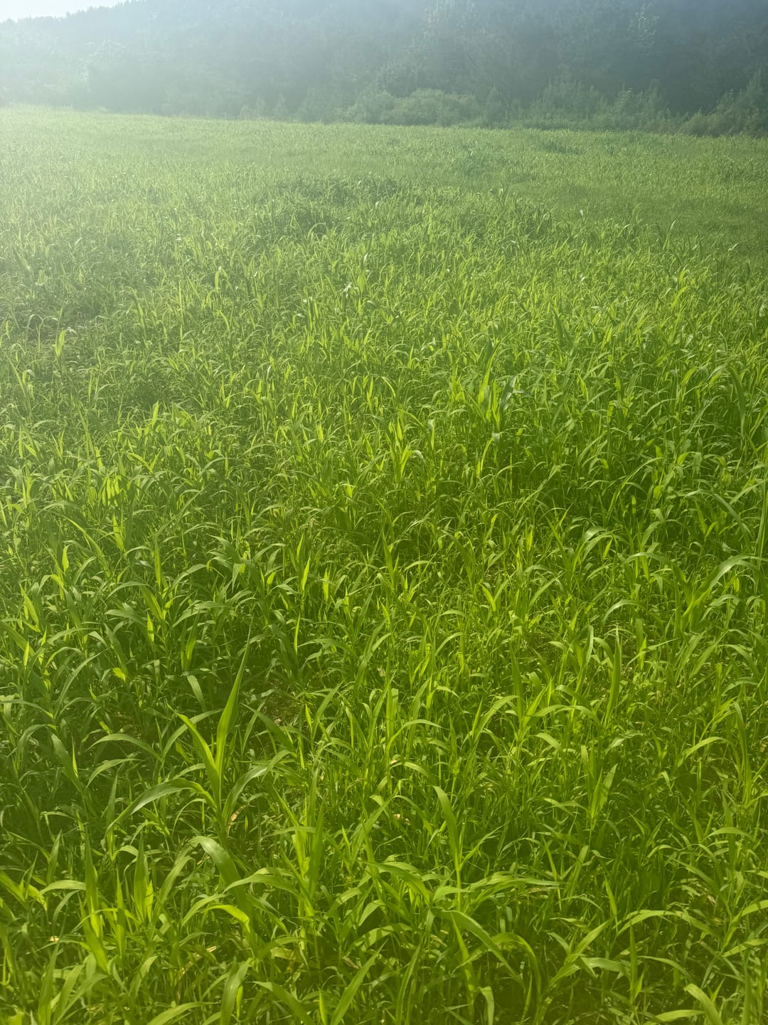Customer photo review of Dove & Quail Plot