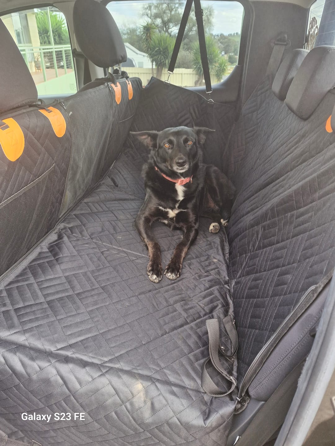 Customer photo review of MrBarks Dog Seat Cover