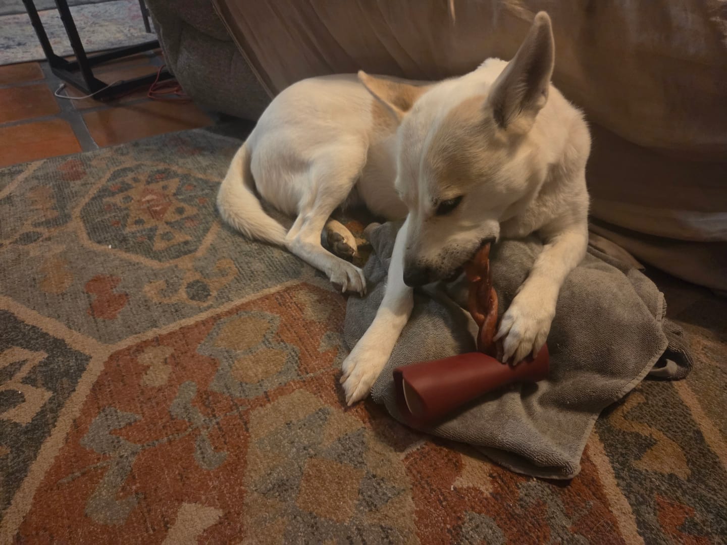 Customer photo review of Bully Stick Safety Holder