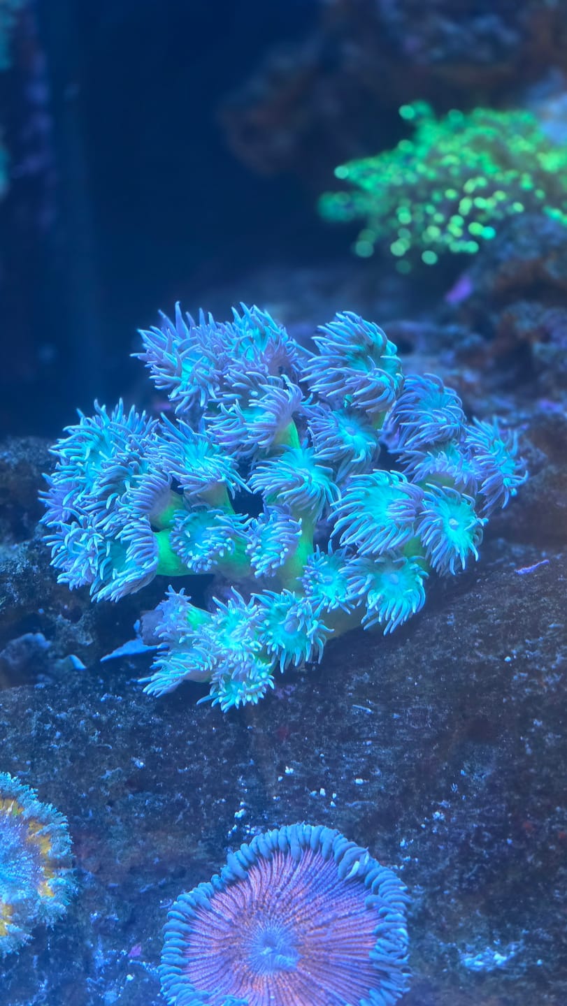 Customer photo review of Coral Essentials CVE+