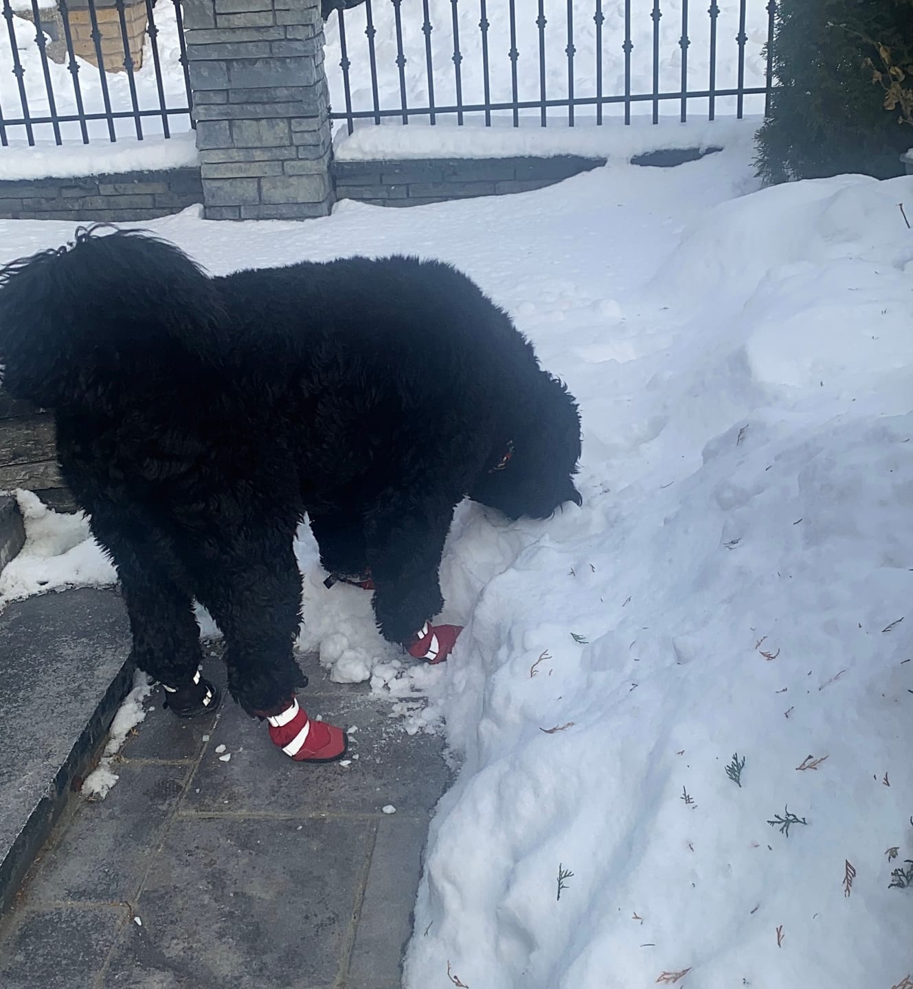 Customer photo review of Flex Shell Waterproof Dog Boots - Red