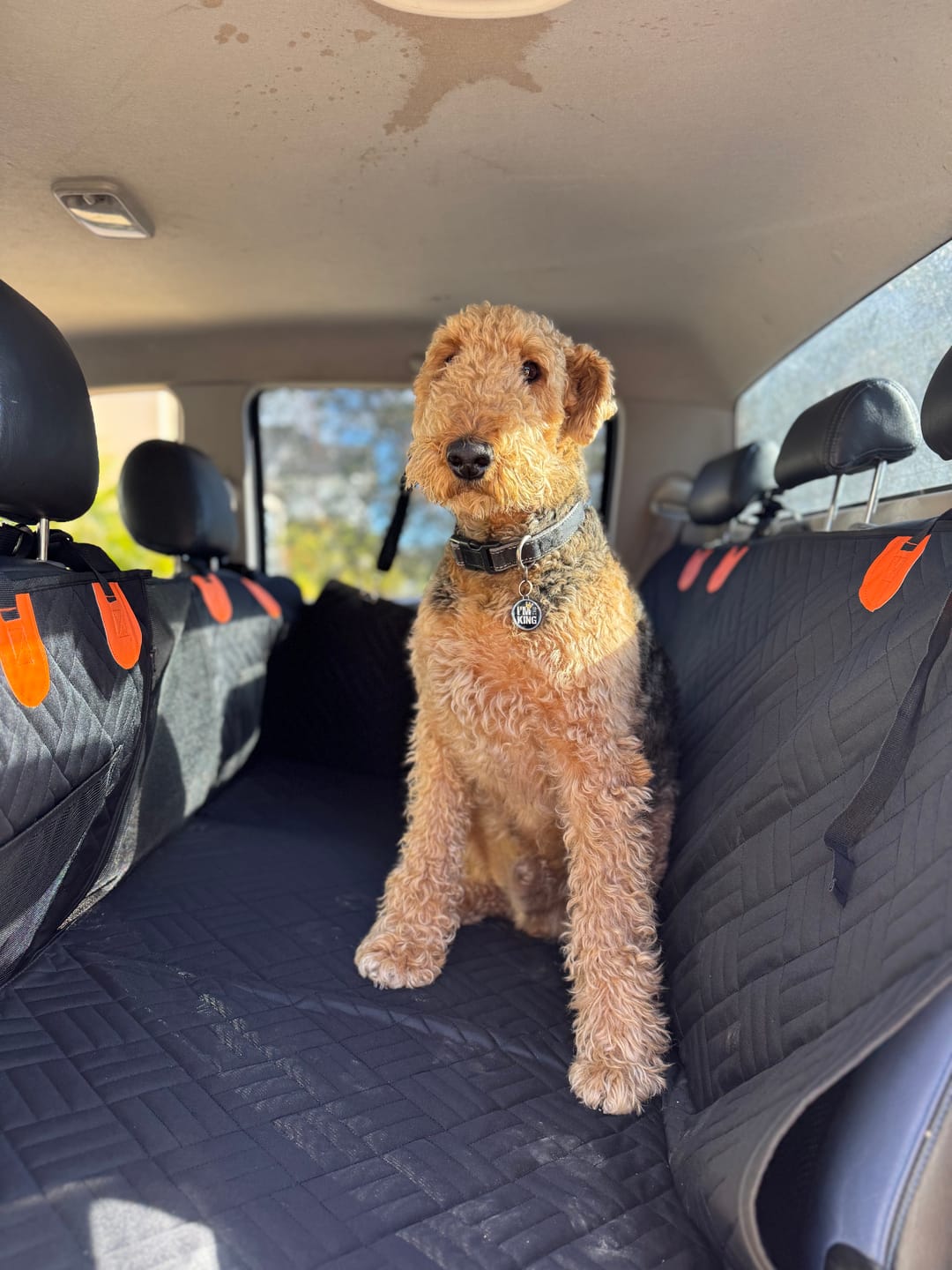 Customer photo review of Paw Protect - Hard Bottom Car Seat Cover🐾