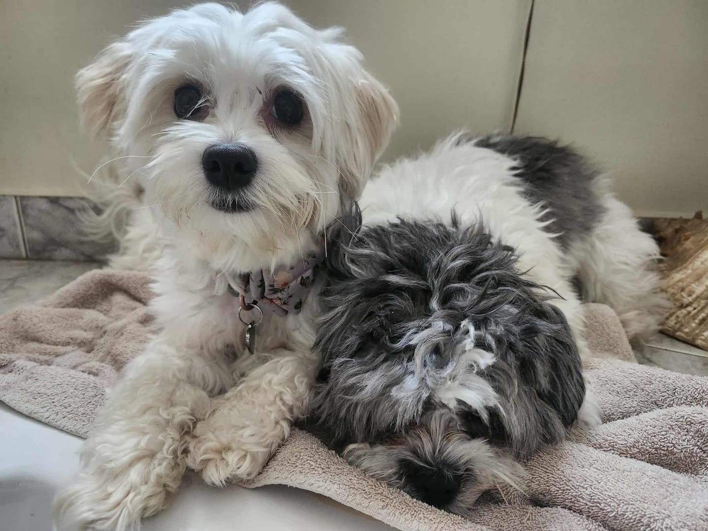 Customer photo review of Petz Gourmet - Os Tartar Buster de boeuf pour chien
