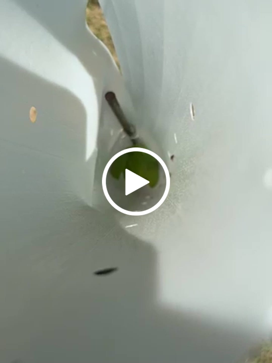 Customer video review of Wild Crabapple