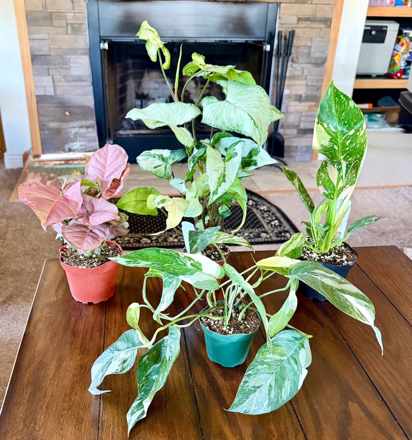 Customer photo review of Pothos Epipremnum pinnatum albo variegata