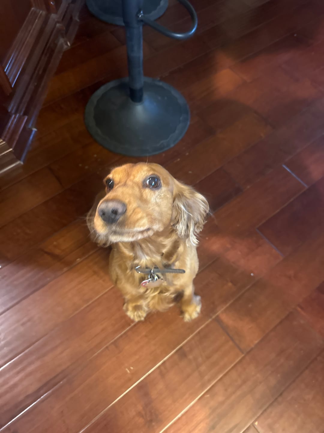 Customer photo review of Simparica TRIO - Triple Protection for Dogs in One Tasty Monthly Chew