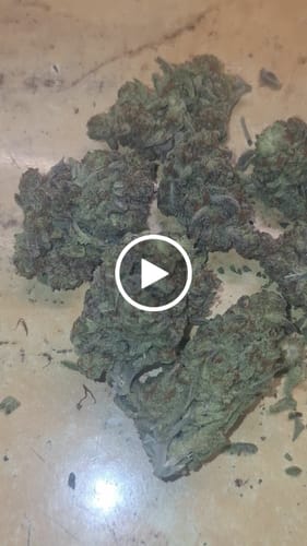 Customer video review of THC-A 30% Flower Do-Si-Dos x Gelato