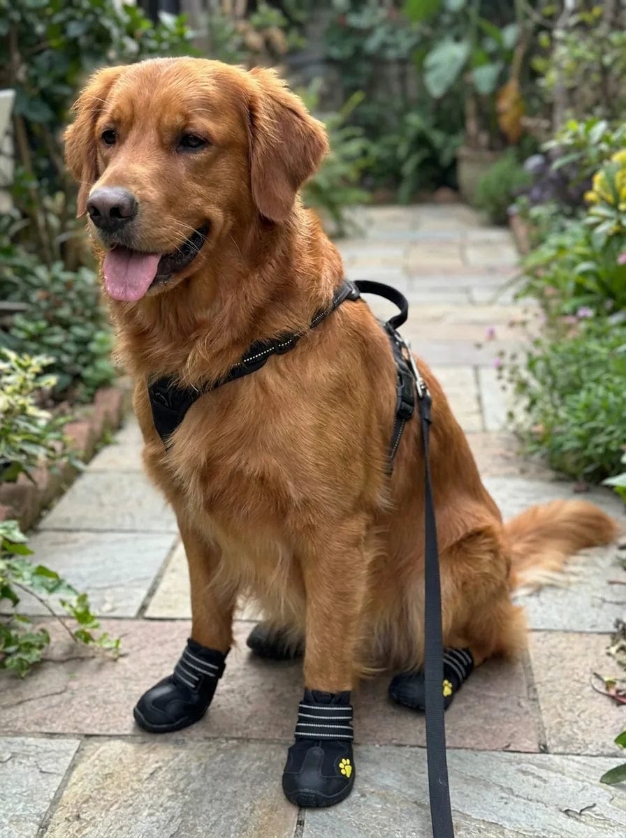 Customer photo review of Chaussures de protection pour chien