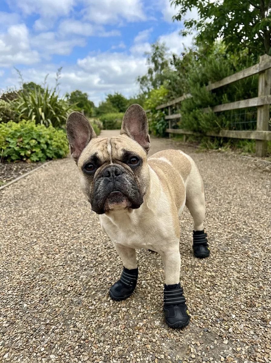 Customer photo review of Chaussures de protection pour chien