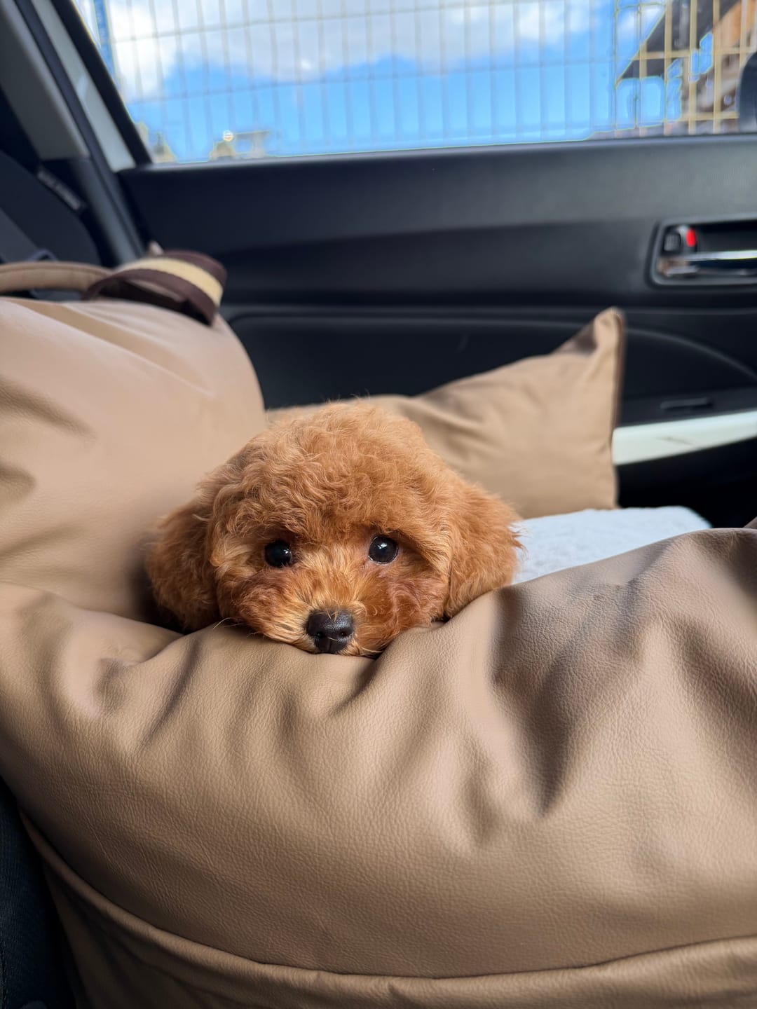 Customer photo review of Boujee Booster