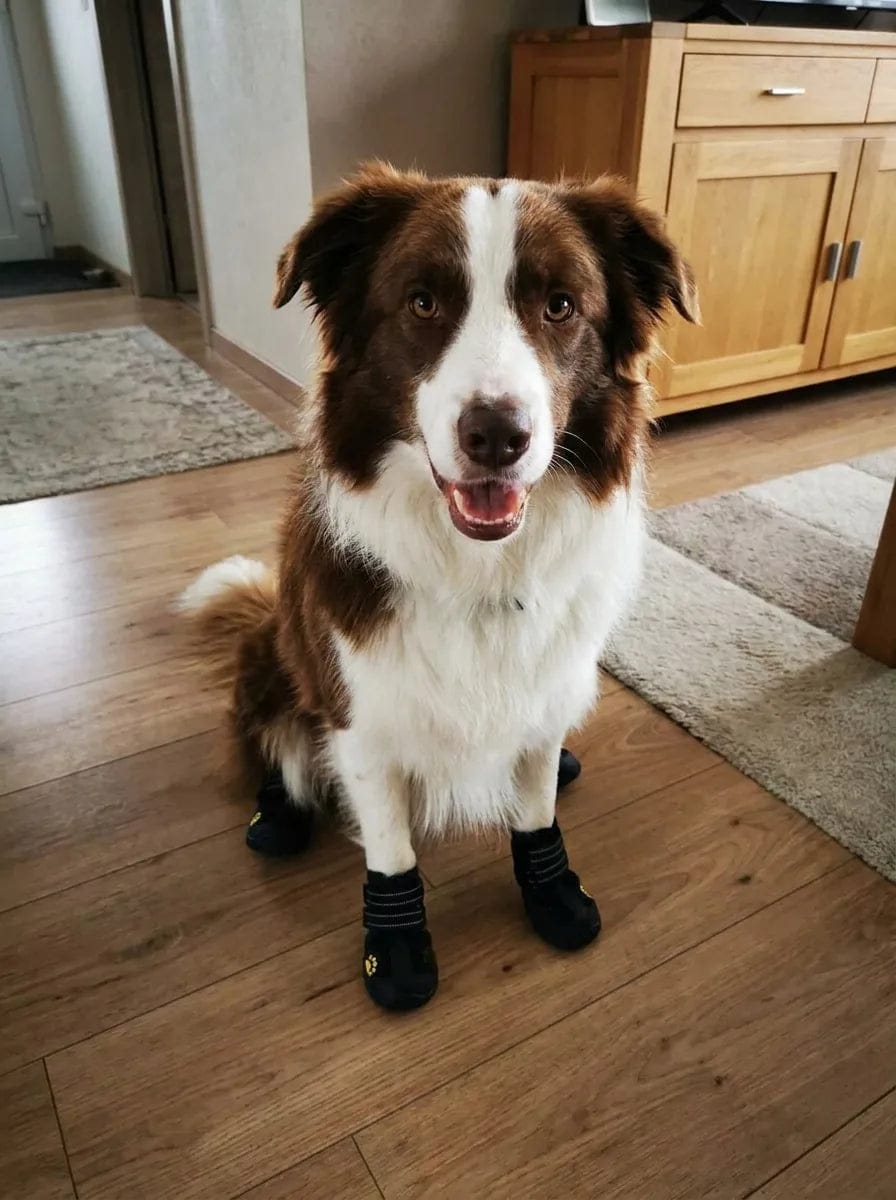 Customer photo review of Chaussures de protection pour chien
