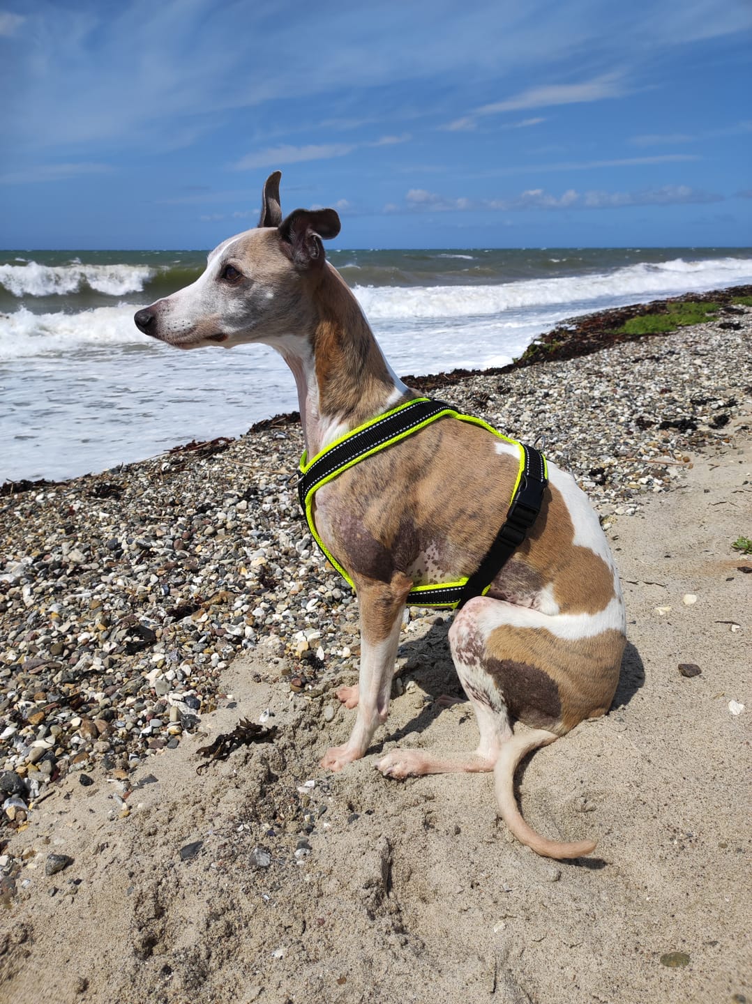 Customer photo review of Windhundgeschirr REFLEX "Yellow"