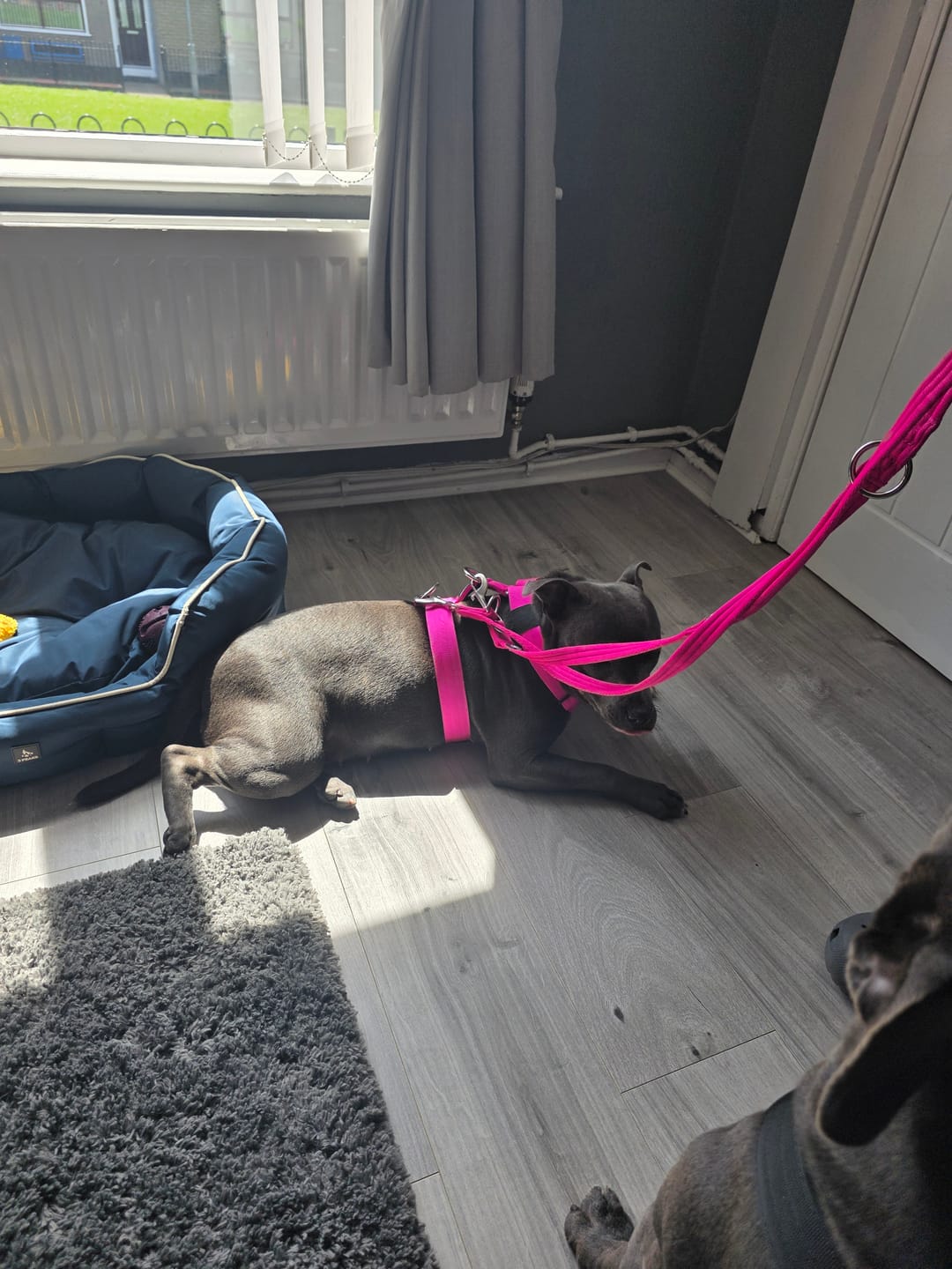 Customer photo review of Training Double Ended Dog Lead | 2m Length -  Magenta