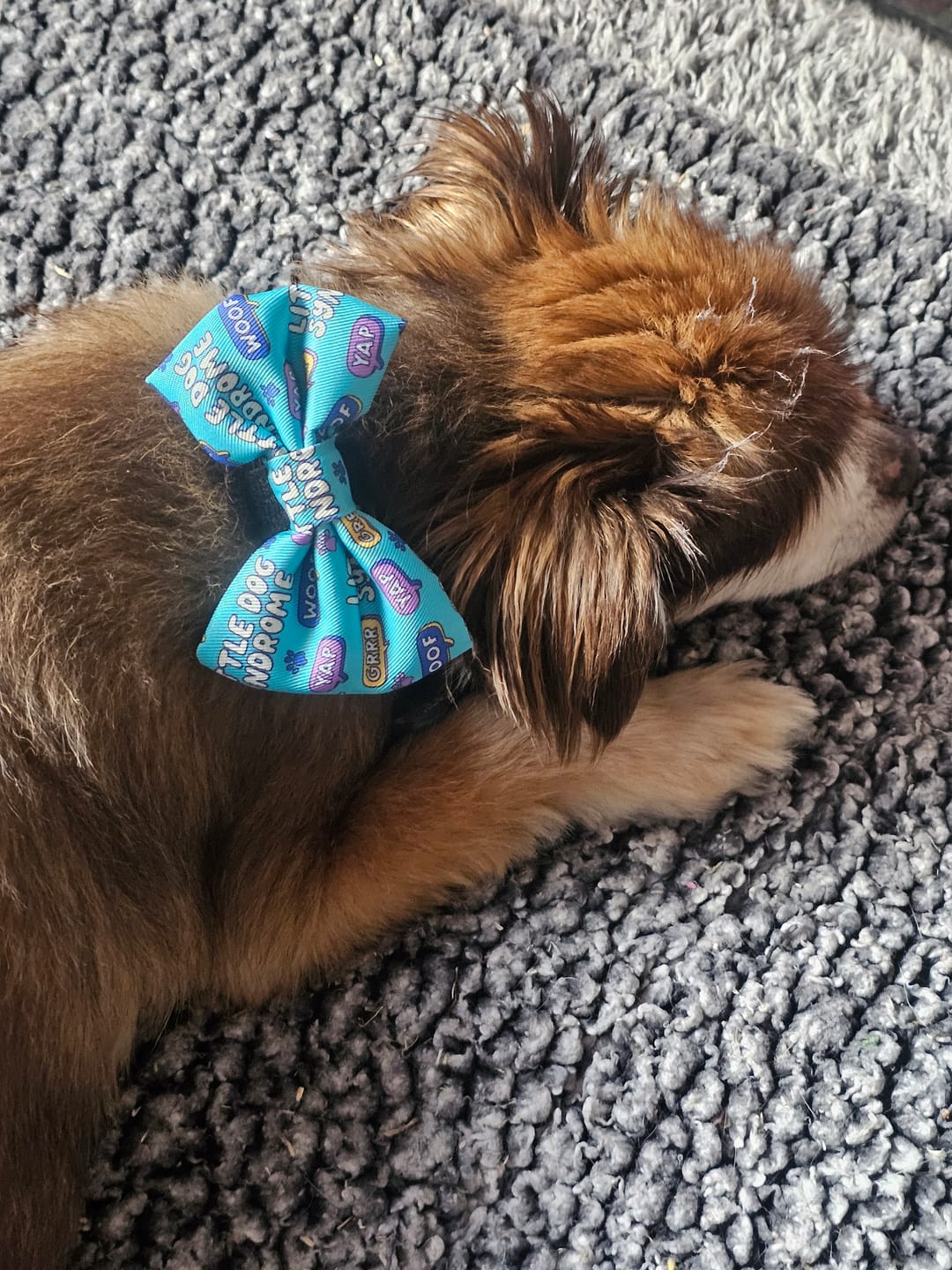 Customer photo review of Little dog syndrome bow tie