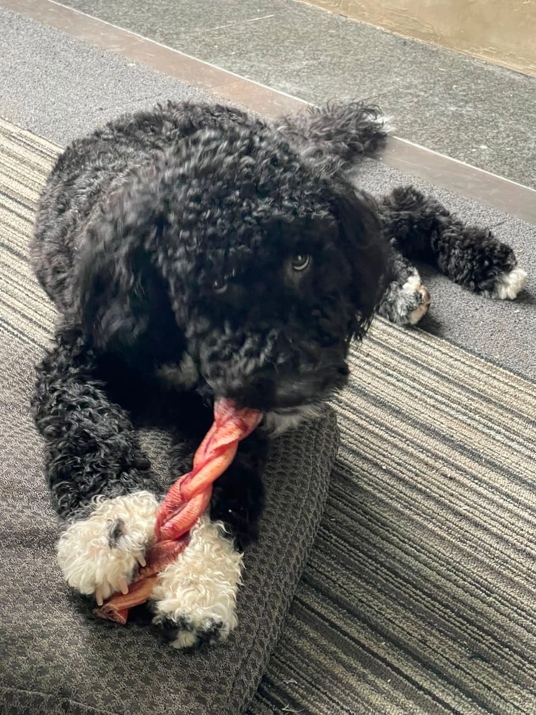 Customer photo review of 12 Inch Jumbo Braided Bully Stick