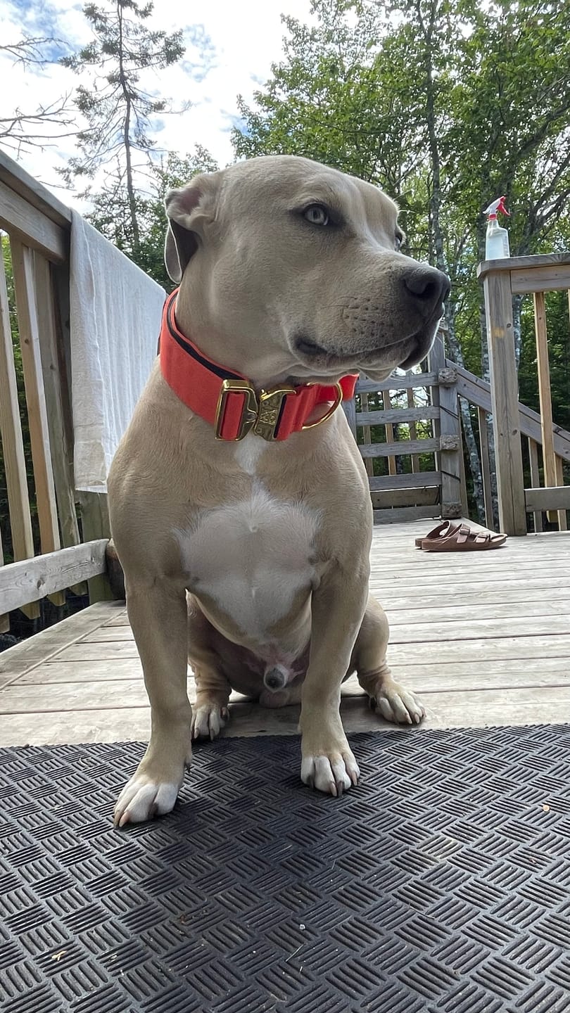 Customer photo review of 2" Tacti Luxe Dog Collar - Gold Cognac