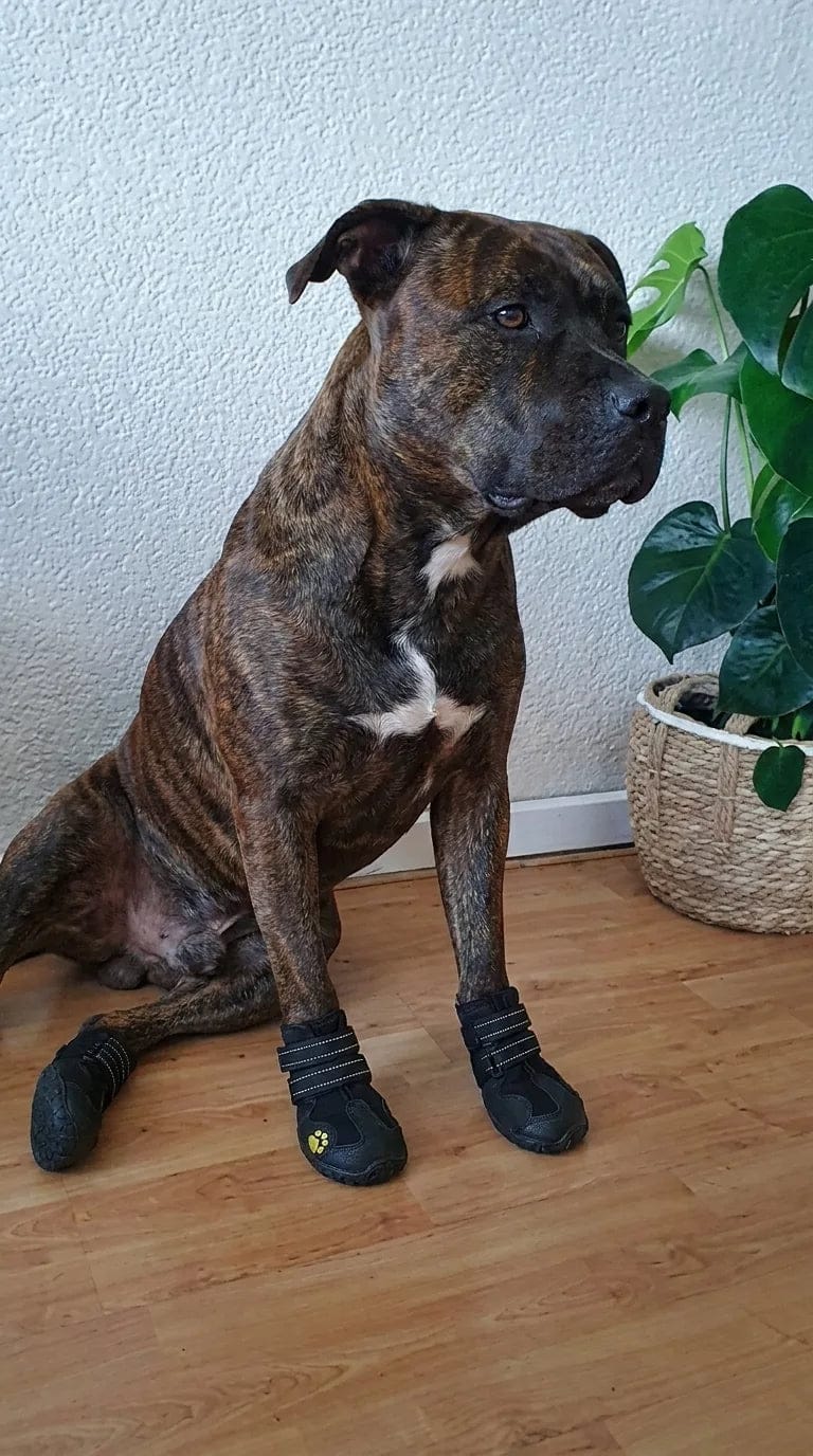 Customer photo review of Chaussures de protection pour chien