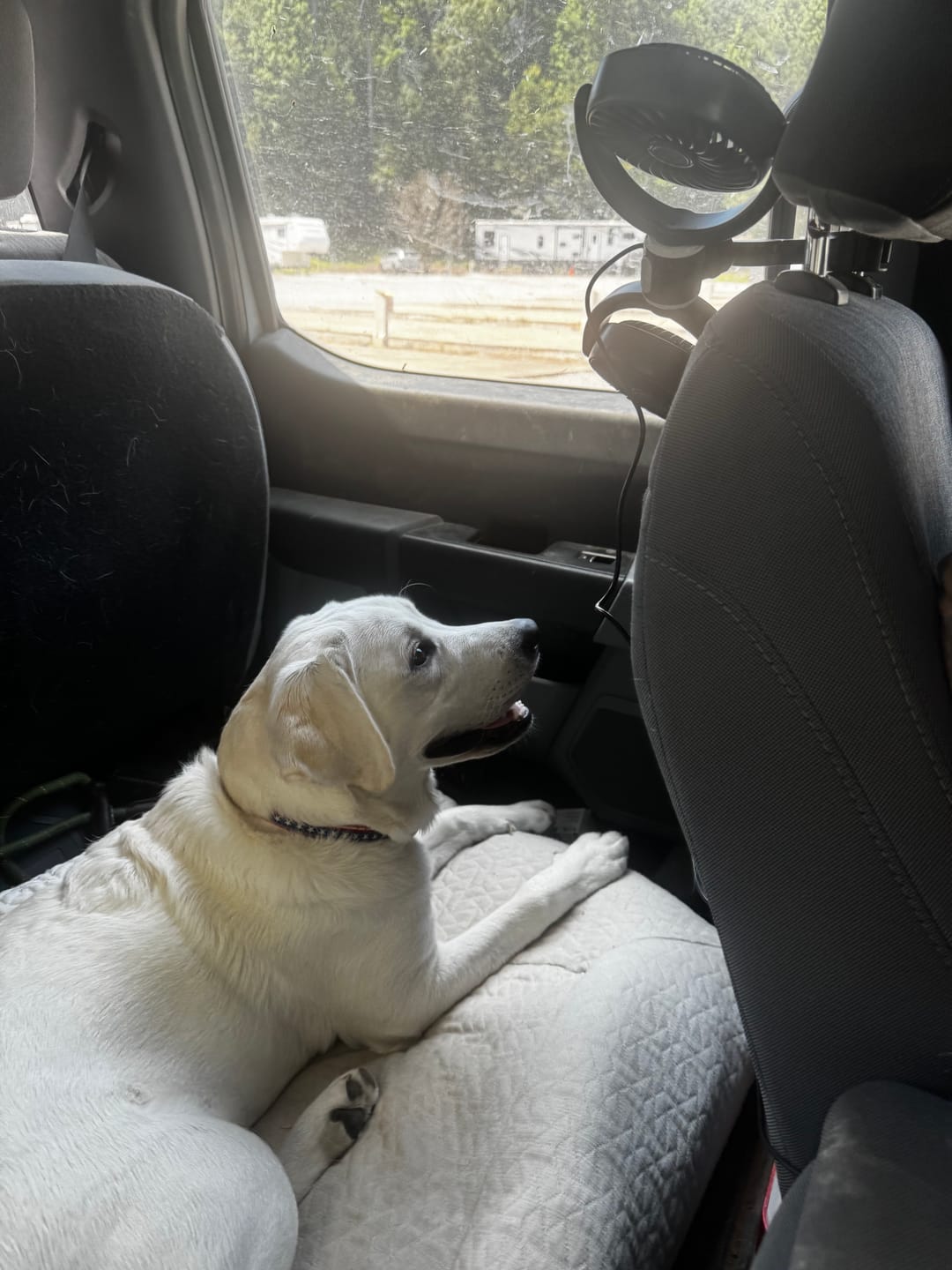 Customer photo review of Team K9® Backseat Dog Cooling Fans (USB-A)