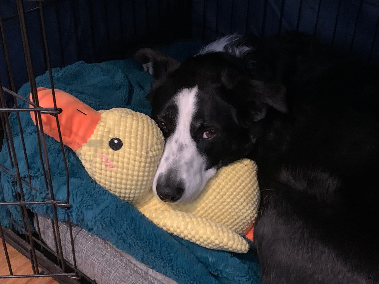 Customer photo review of Calming Duck