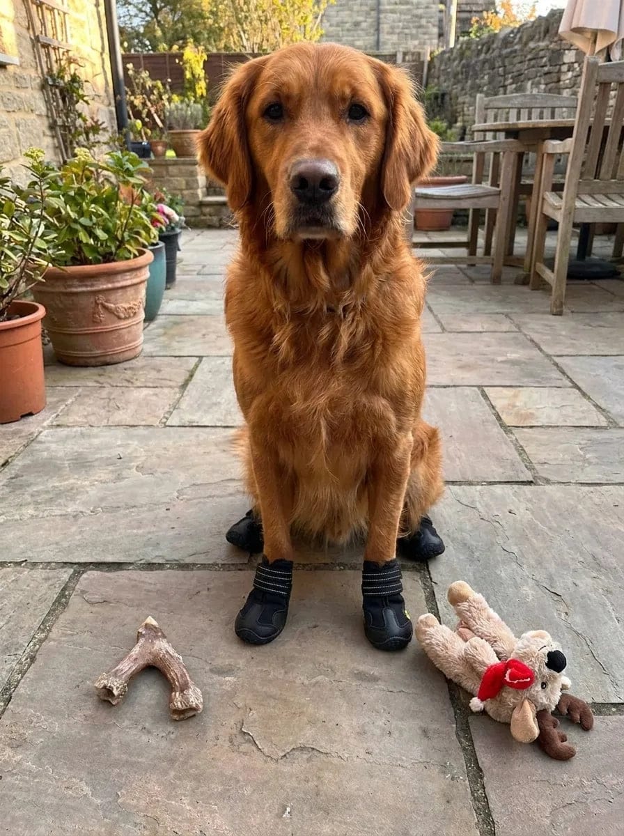 Customer photo review of Chaussures de protection pour chien