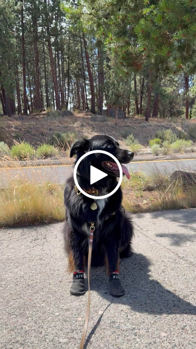 Customer video review of AIR PUP SPRINTERS - SET OF 4