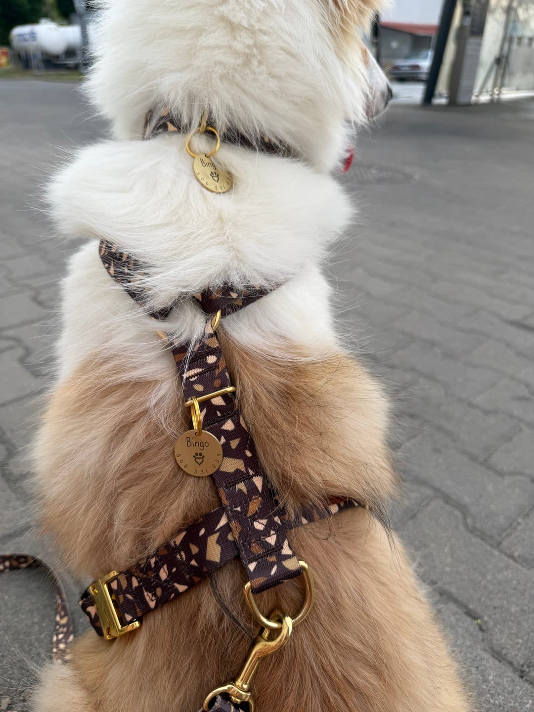 Customer photo review of Szelki guard "Brownie Terrazzo" - złote okucia