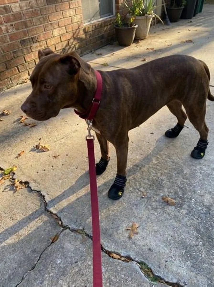 Customer photo review of Chaussures de protection pour chien