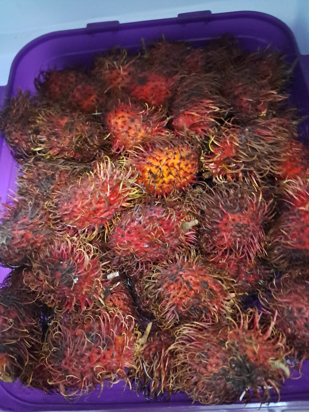 Customer photo review of Rambutan Aktionspreis %