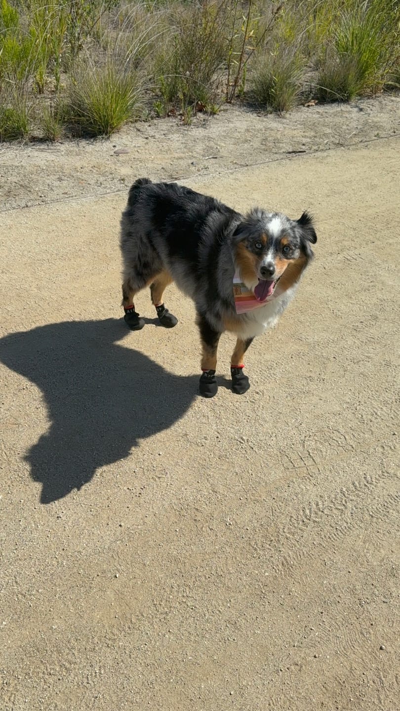 Customer photo review of AIR PUP SPRINTERS - SET OF 4