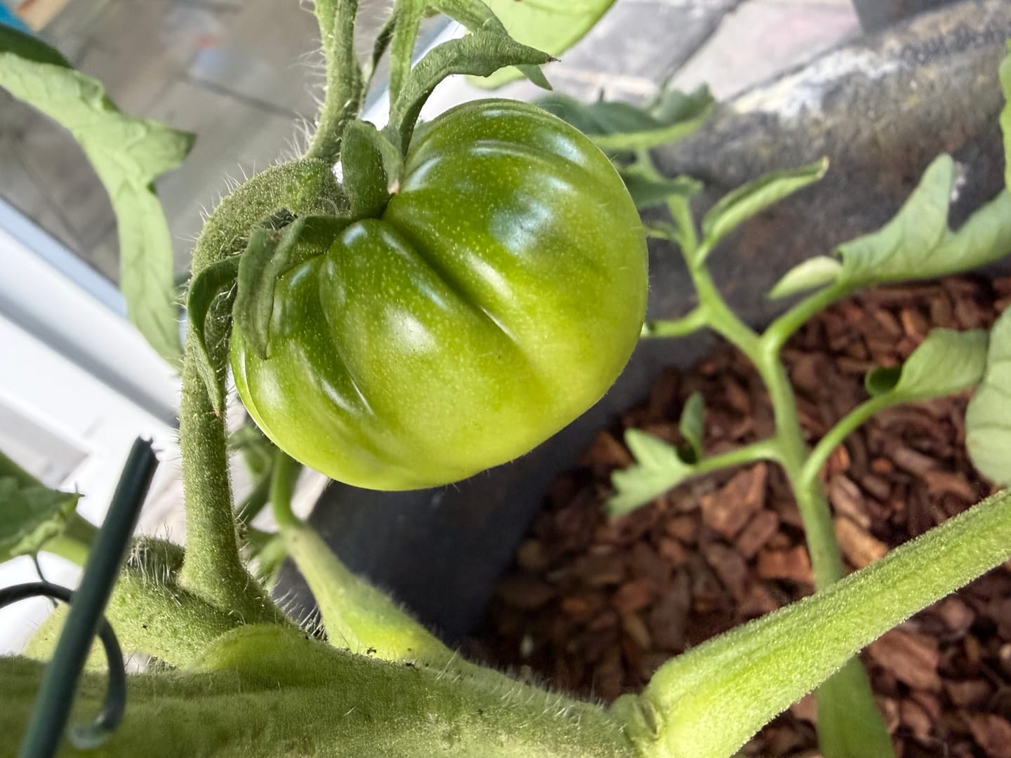 Customer photo review of Fleischtomate ‘Tschernij Prinz‘