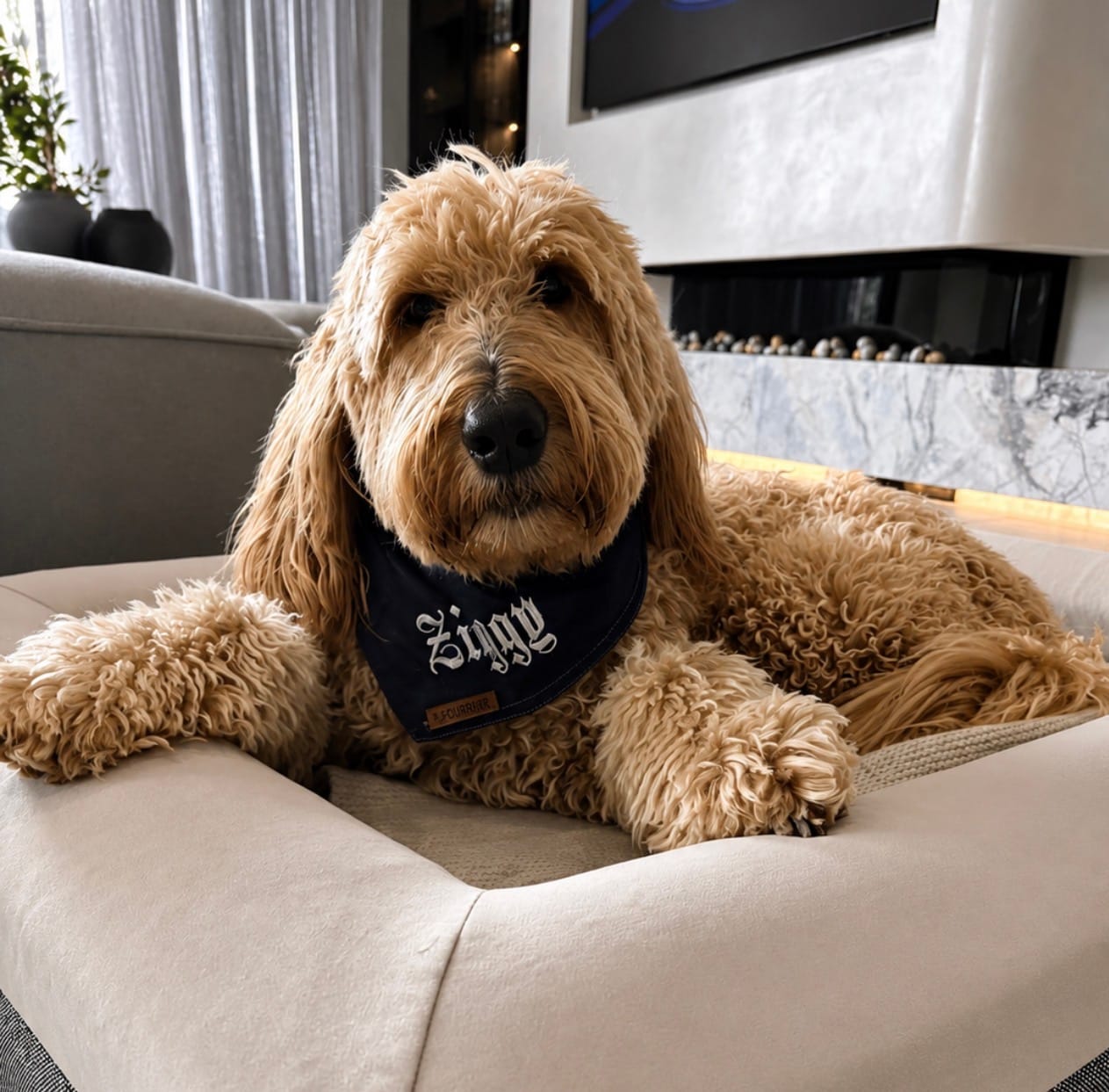 Customer photo review of Personalised Dog Bandana Denim